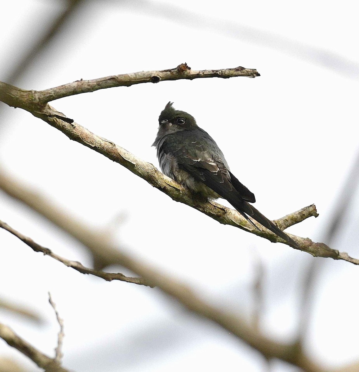 Gray-rumped Treeswift - ML623351901