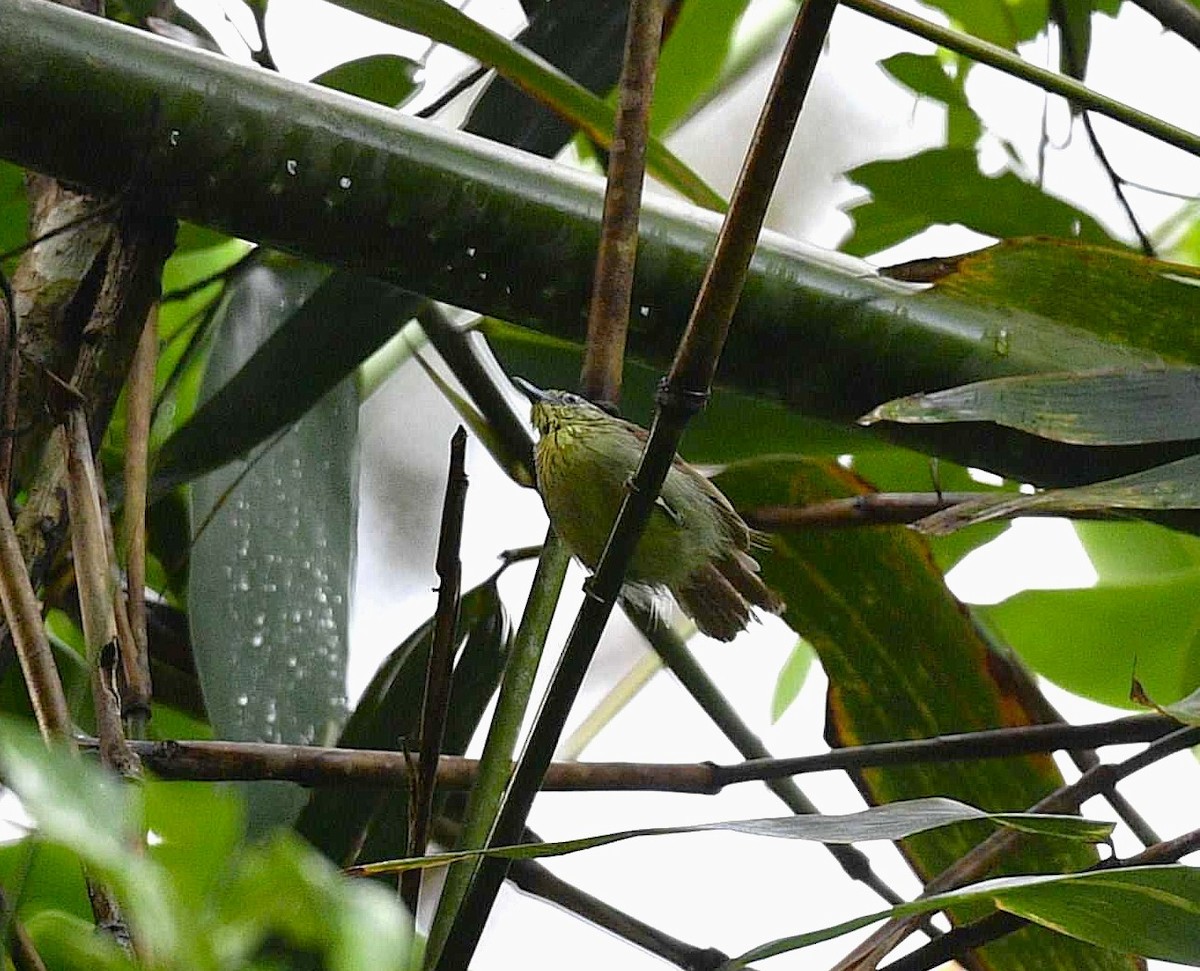 Pin-striped Tit-Babbler - ML623351907