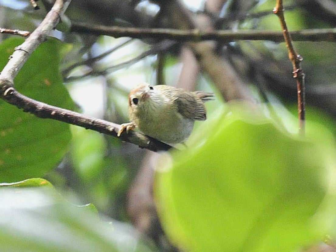 Rufous-fronted Babbler (Rufous-fronted) - ML623351908