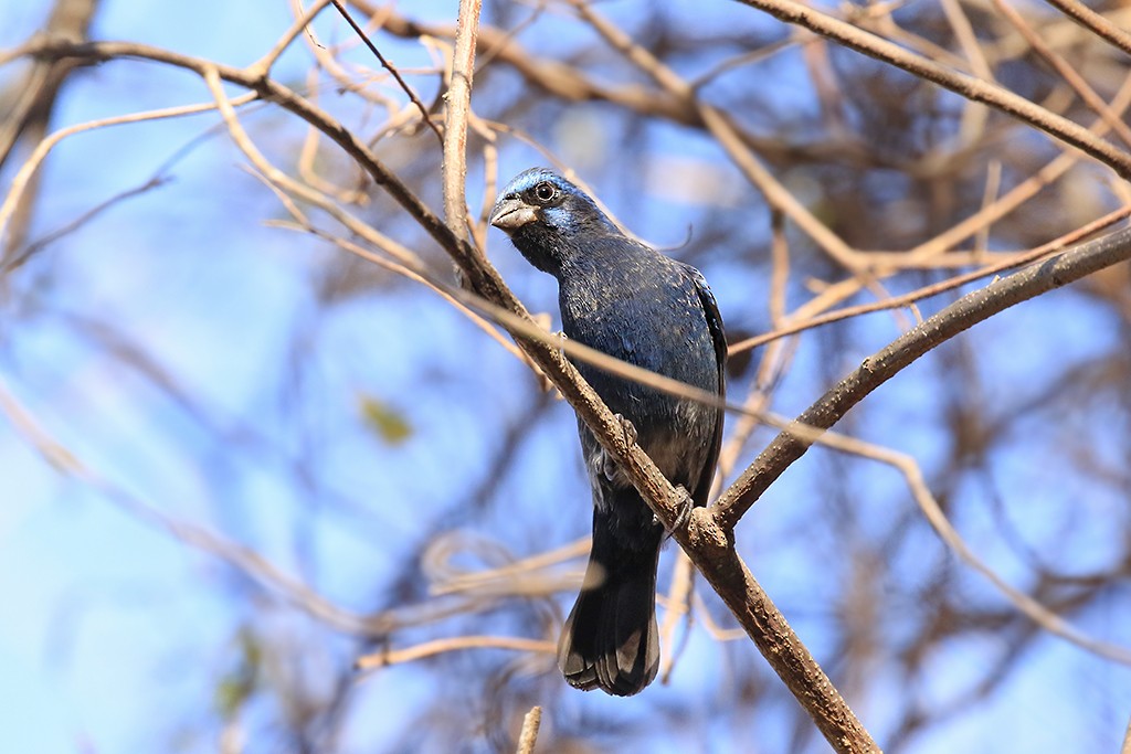 Blue Bunting - ML623351927