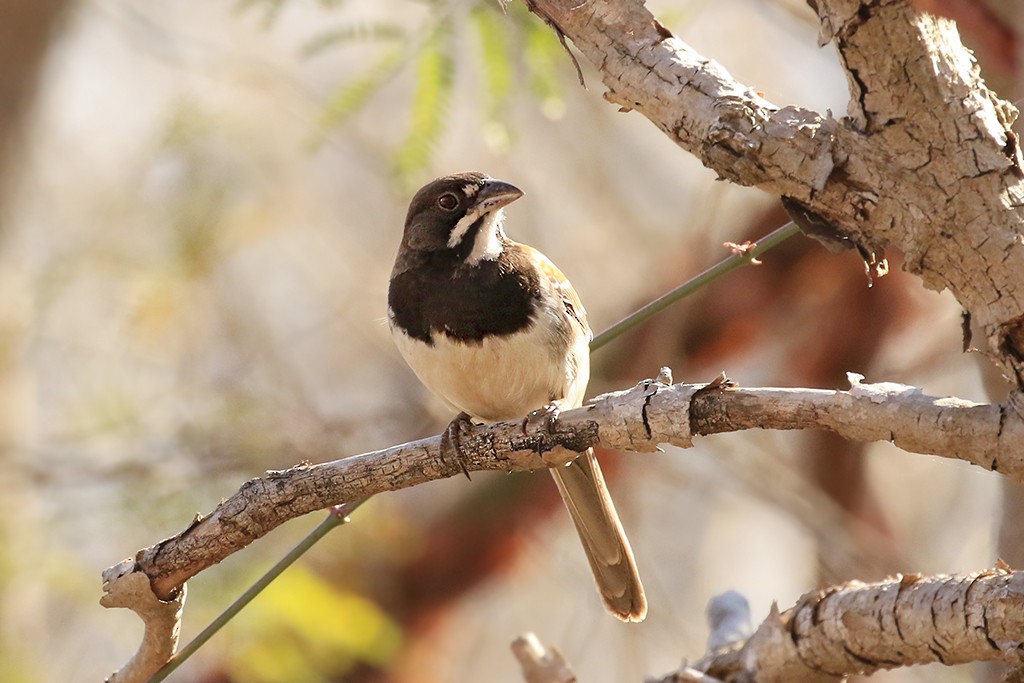 Black-chested Sparrow - Rene Valdes 🦜