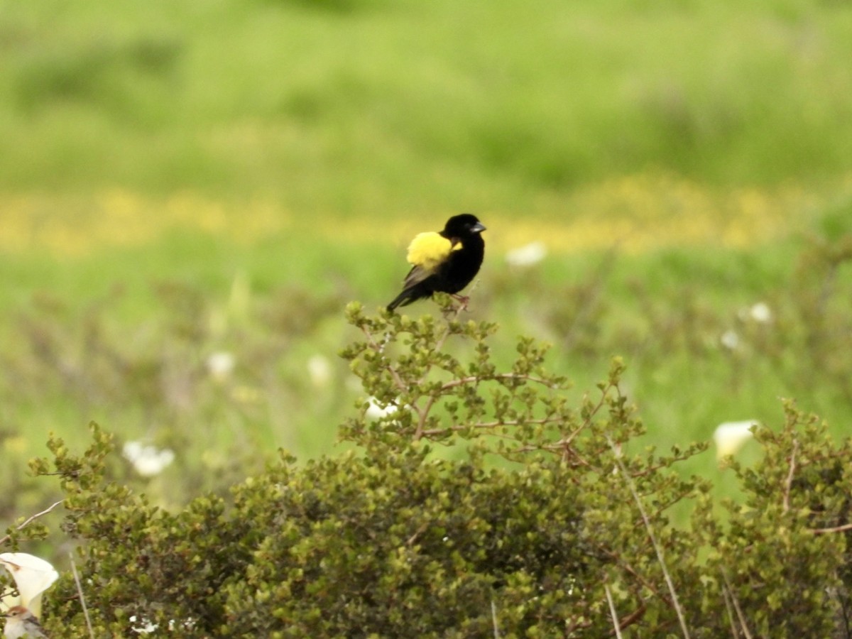 Yellow Bishop - ML623351935