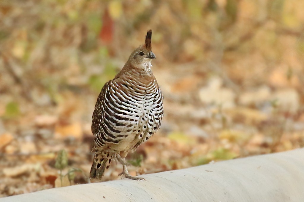 Banded Quail - ML623351946