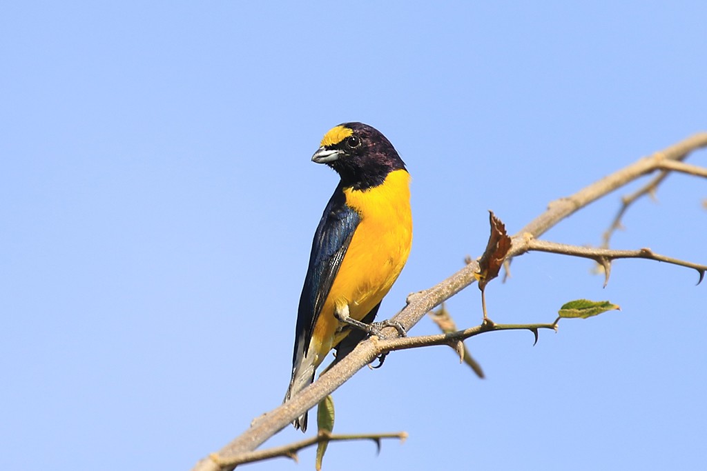 West Mexican Euphonia - ML623351955