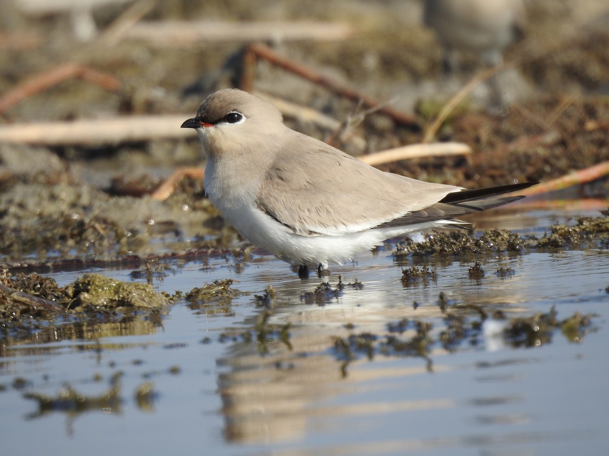 Small Pratincole - ML623351983