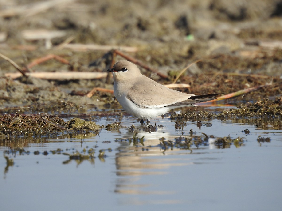 Small Pratincole - ML623351984