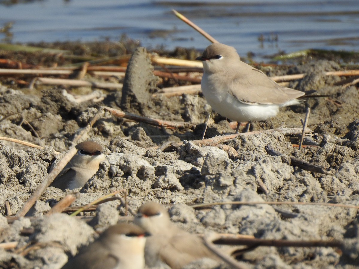 Small Pratincole - ML623351989