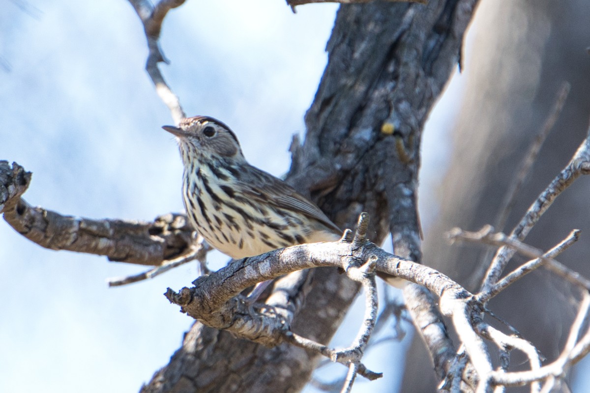 Speckled Warbler - Helen Leonard