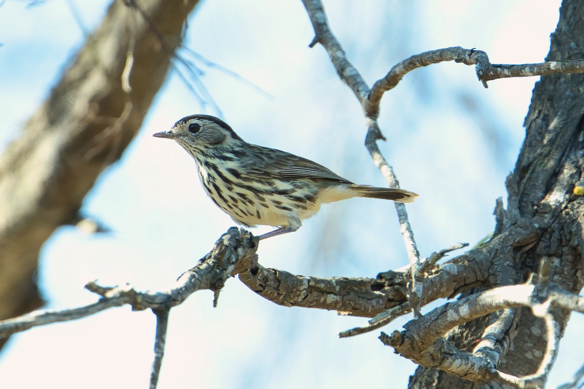 Speckled Warbler - ML623352072