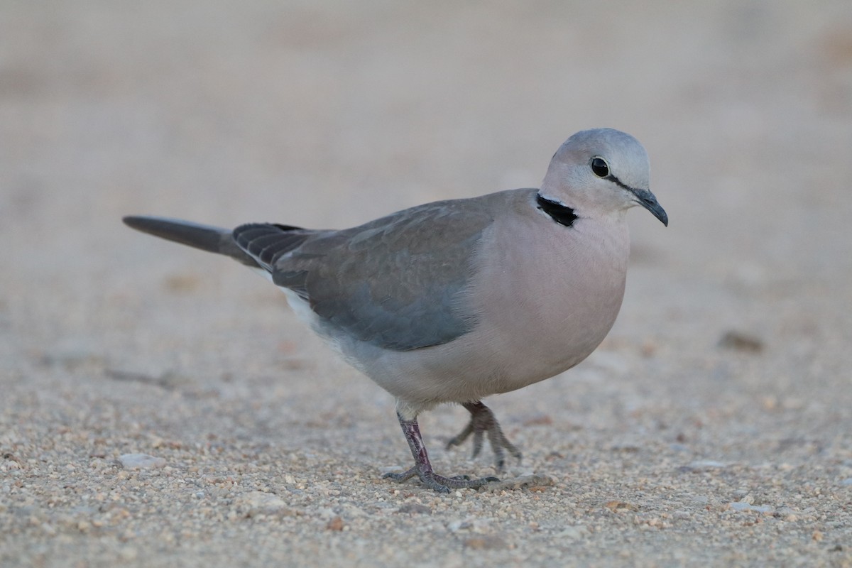 Ring-necked Dove - Sarah rackowski