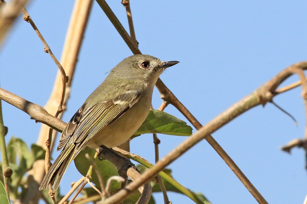 Dwarf Vireo - ML623352151