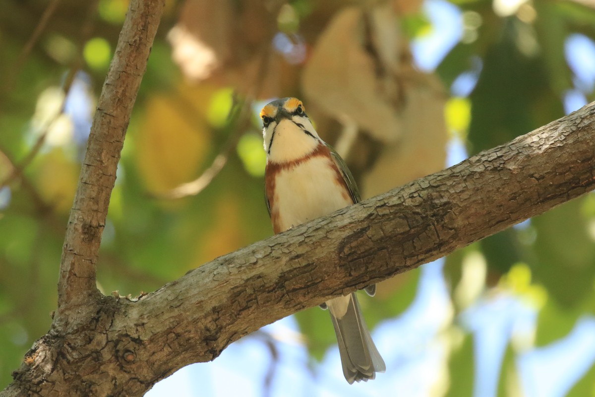 Chestnut-sided Shrike-Vireo - ML623352158