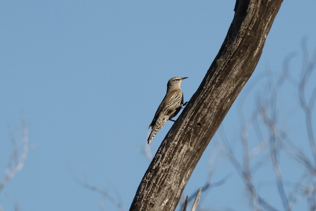 White-browed Treecreeper - ML623352170