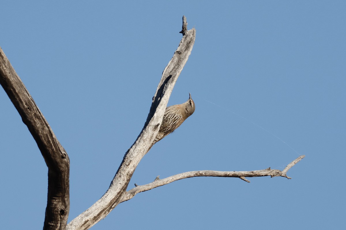 White-browed Treecreeper - ML623352171