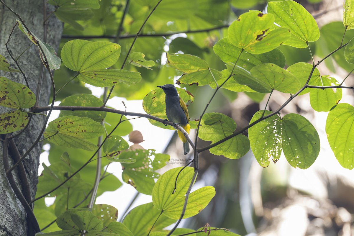 Gray-bellied Bulbul - ML623352192