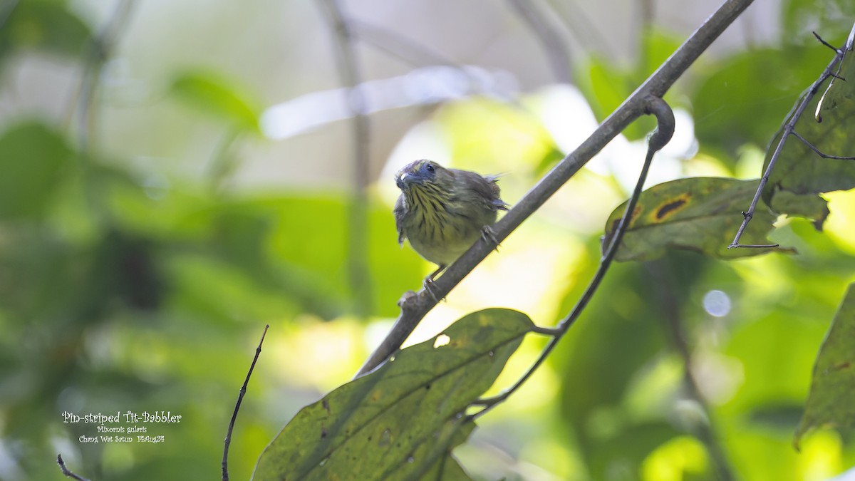 Pin-striped Tit-Babbler - ML623352199