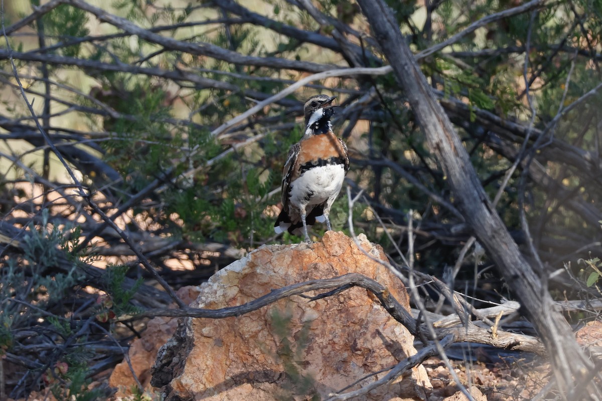 Chestnut-breasted Quail-thrush - Braden McDonald