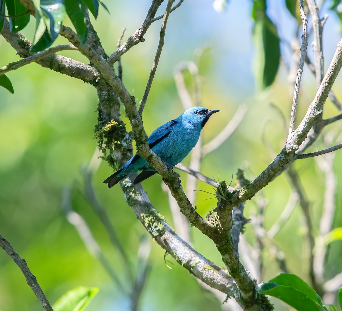 Dacnis à pattes noires - ML623352207