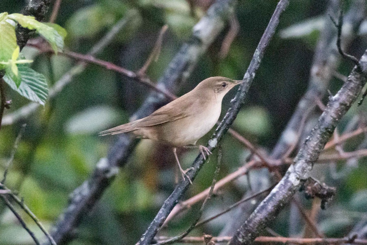 Savi's Warbler - Viktor Kochetkov