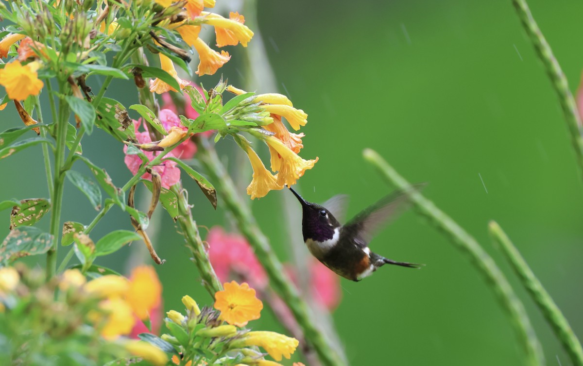 Colibrí de Mitchell - ML623352289