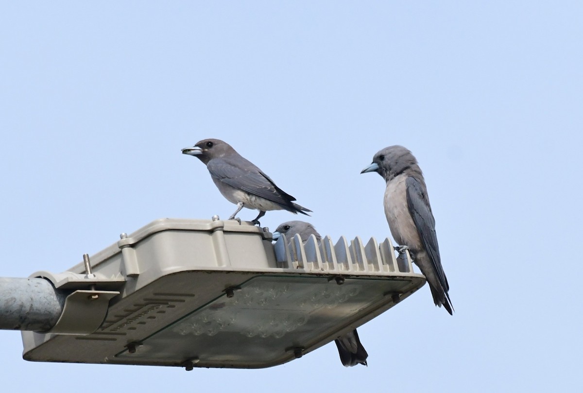 Ashy Woodswallow - ML623352301