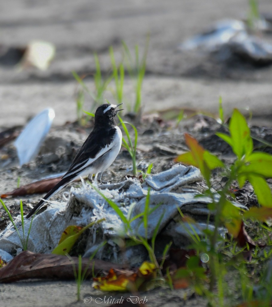 White-browed Wagtail - ML623352306