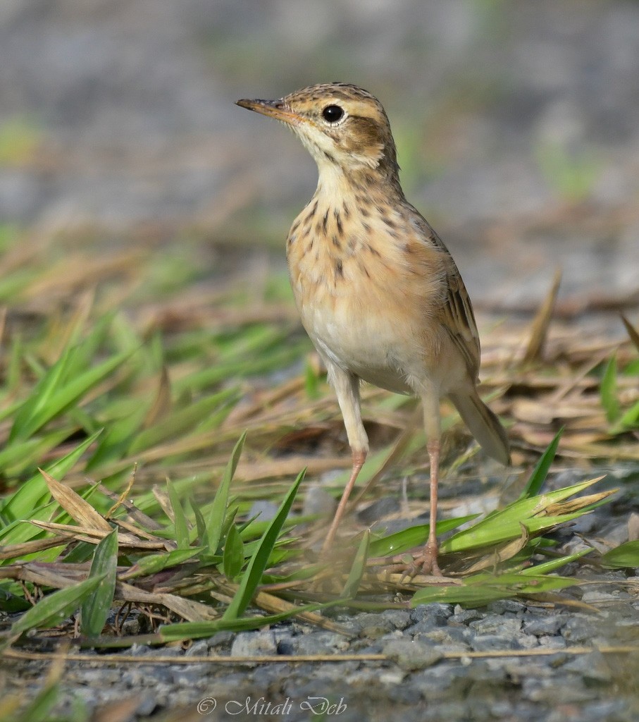 Paddyfield Pipit - ML623352309