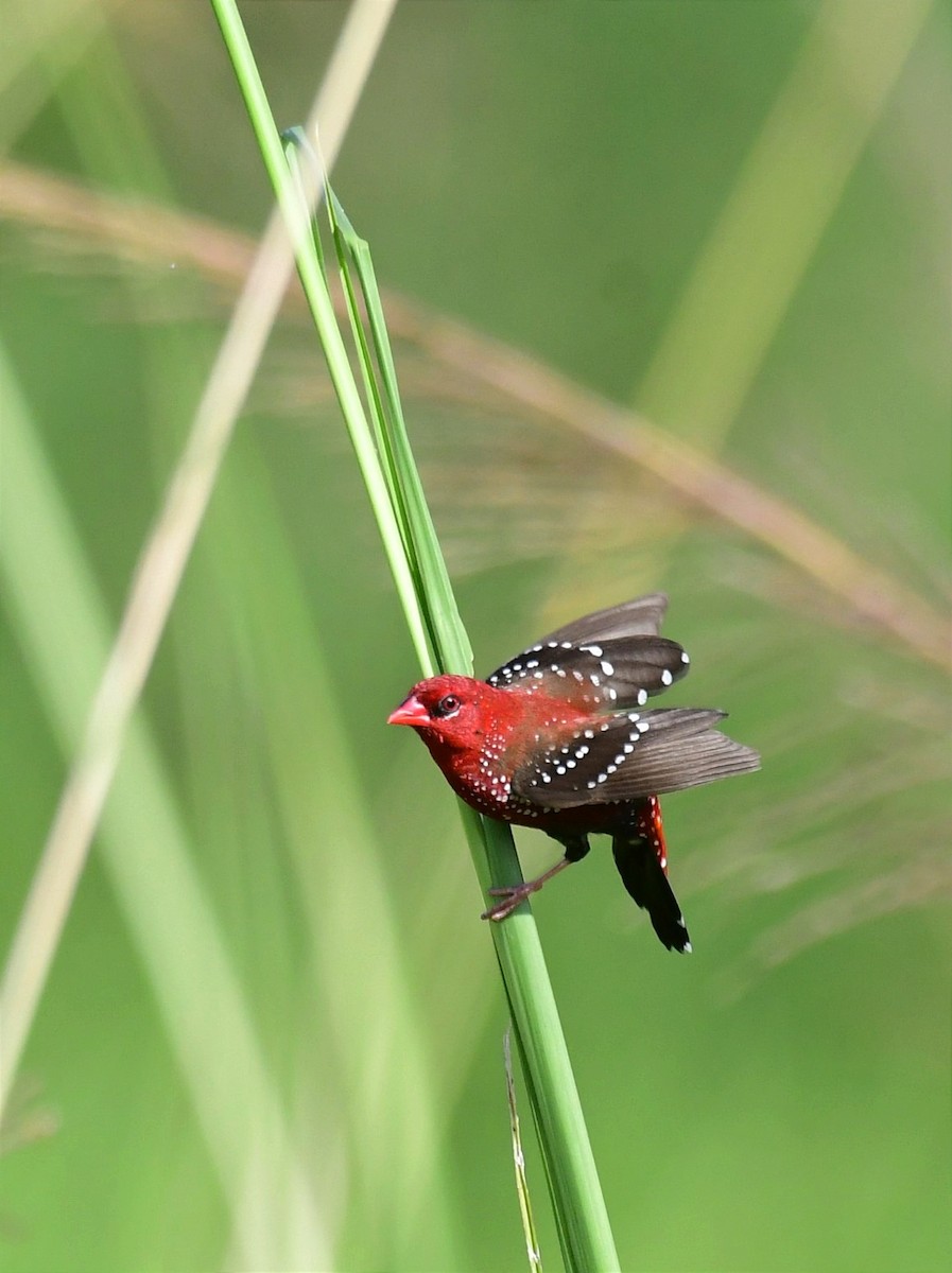 Red Avadavat - ML623352310