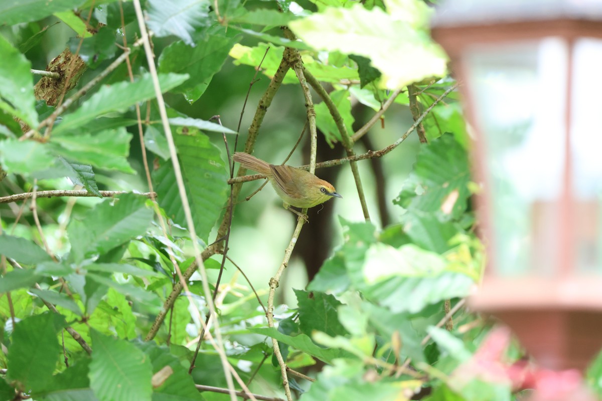 Pin-striped Tit-Babbler (Pin-striped) - ML623352347