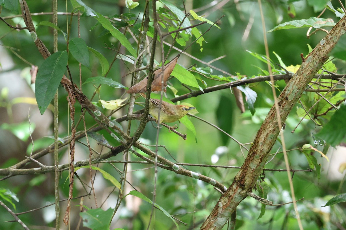 Pin-striped Tit-Babbler (Pin-striped) - Akekachoke Buranaanun