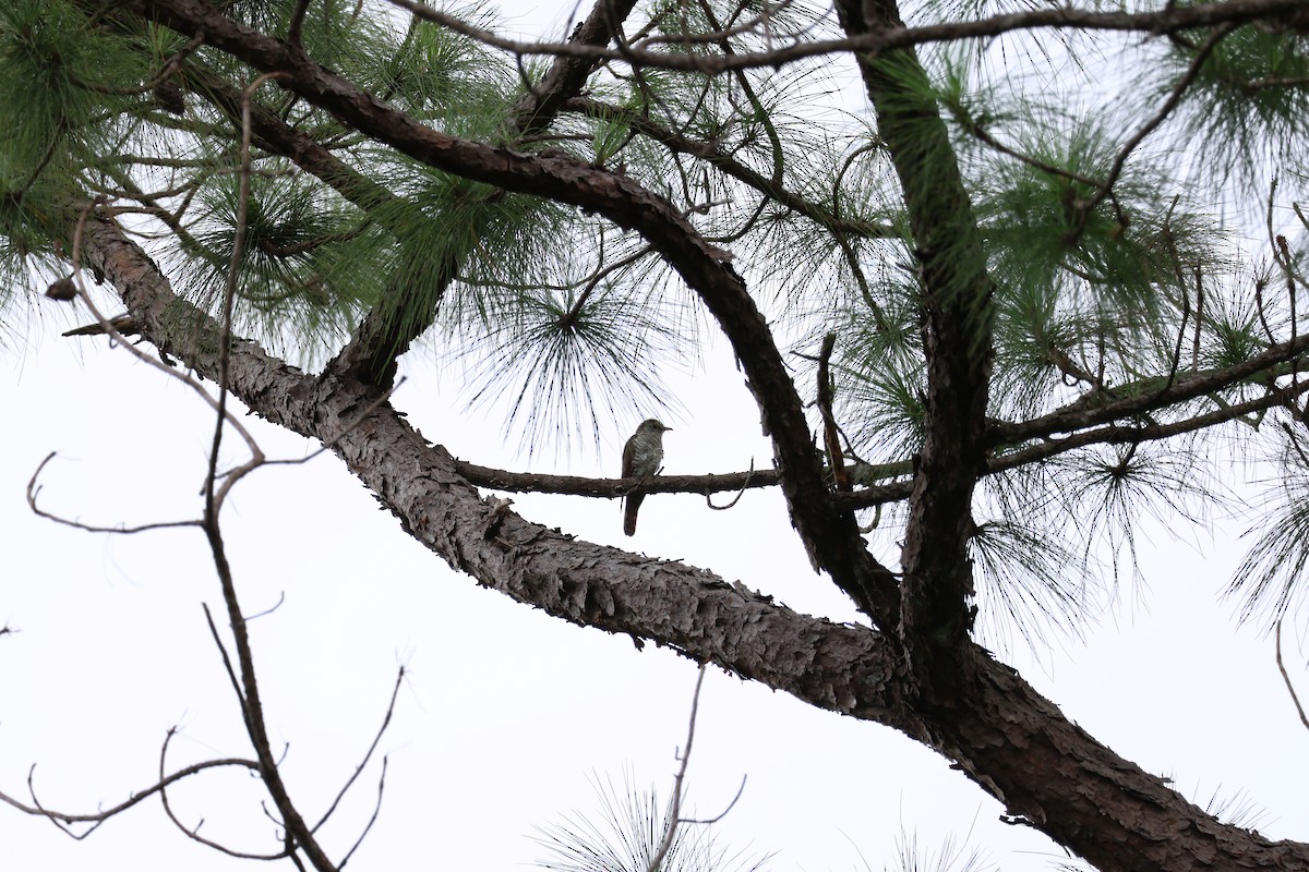 Violet Cuckoo - Akekachoke Buranaanun