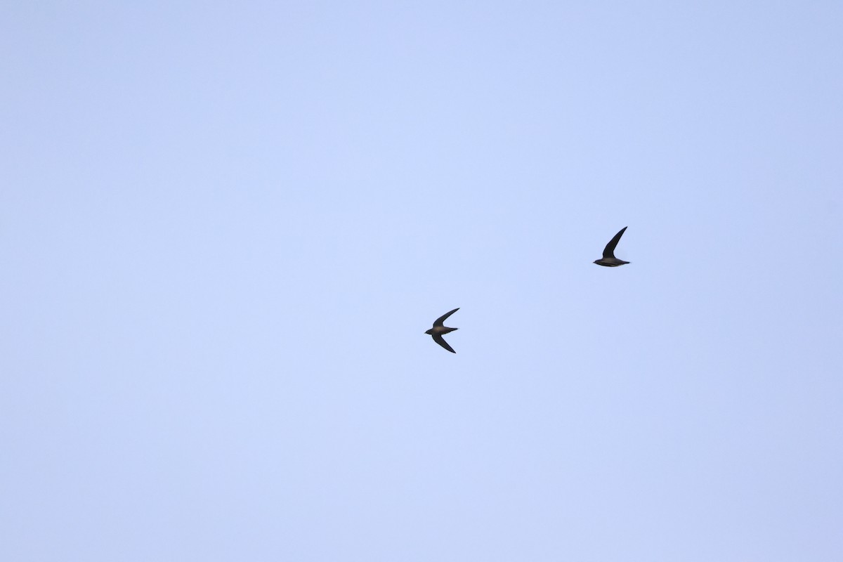 Brown-backed Needletail - ML623352403