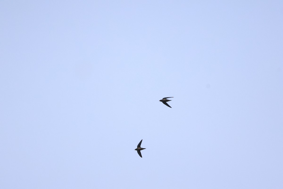 Brown-backed Needletail - ML623352404