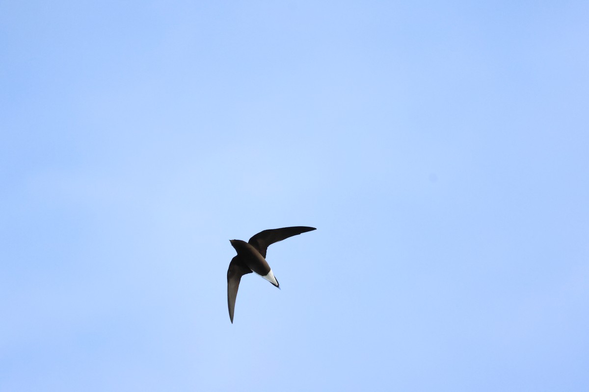 Brown-backed Needletail - ML623352405