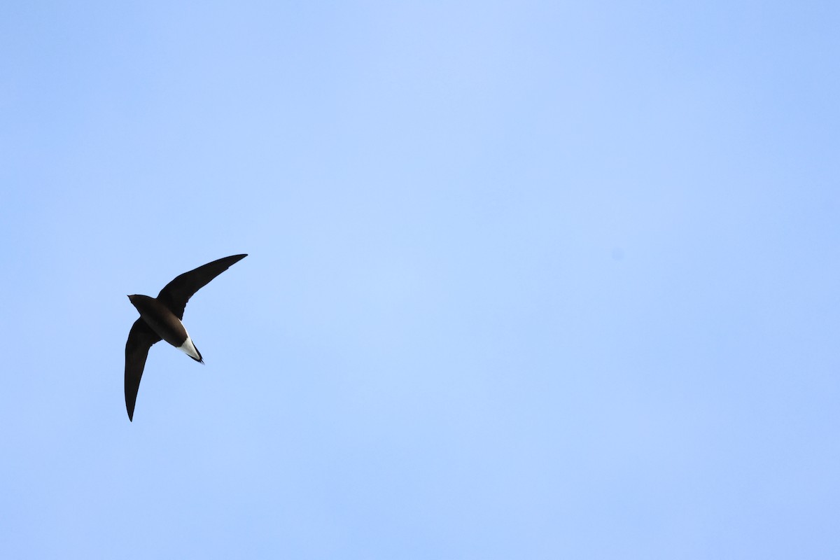 Brown-backed Needletail - ML623352406