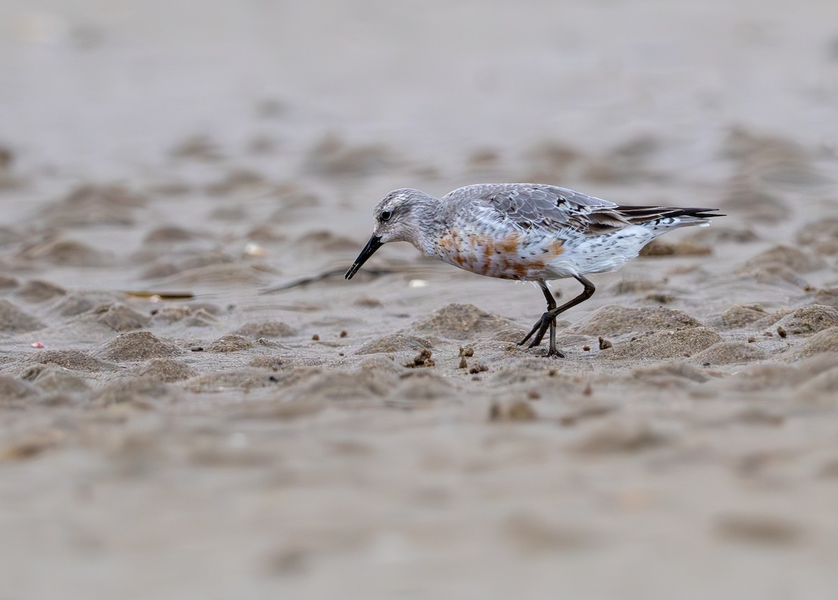 Red Knot - ML623352430