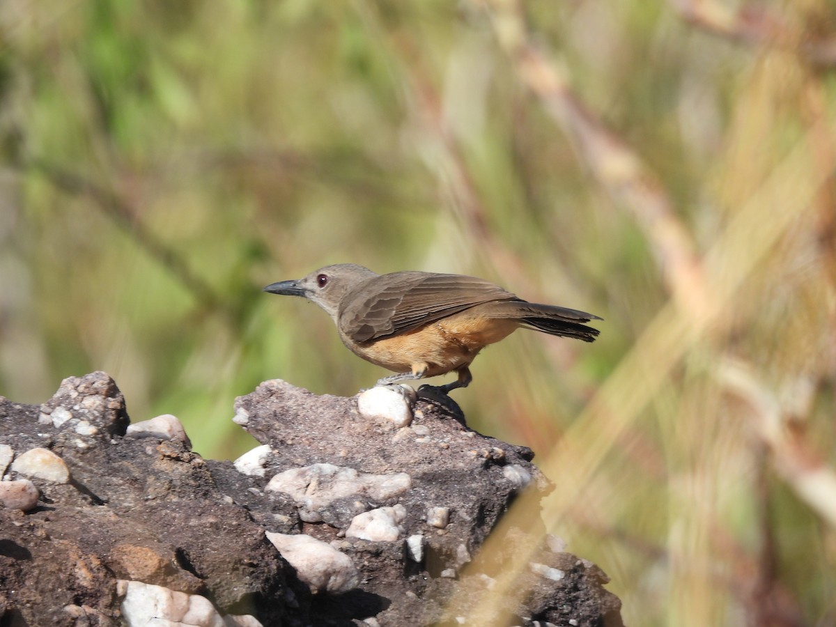 Sandstone Shrikethrush - ML623352434