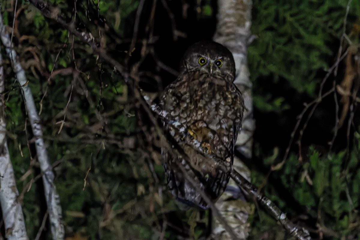 Morepork - ML623352446