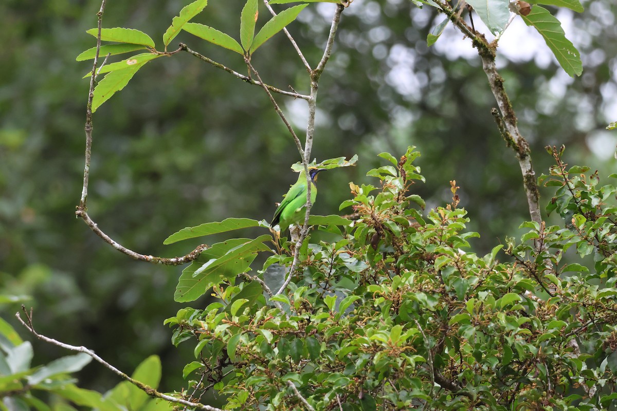 Golden-fronted Leafbird - ML623352449