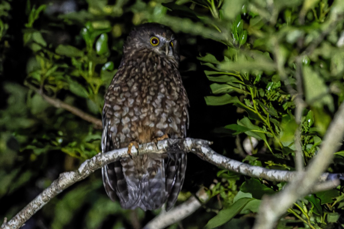 Morepork - ML623352450