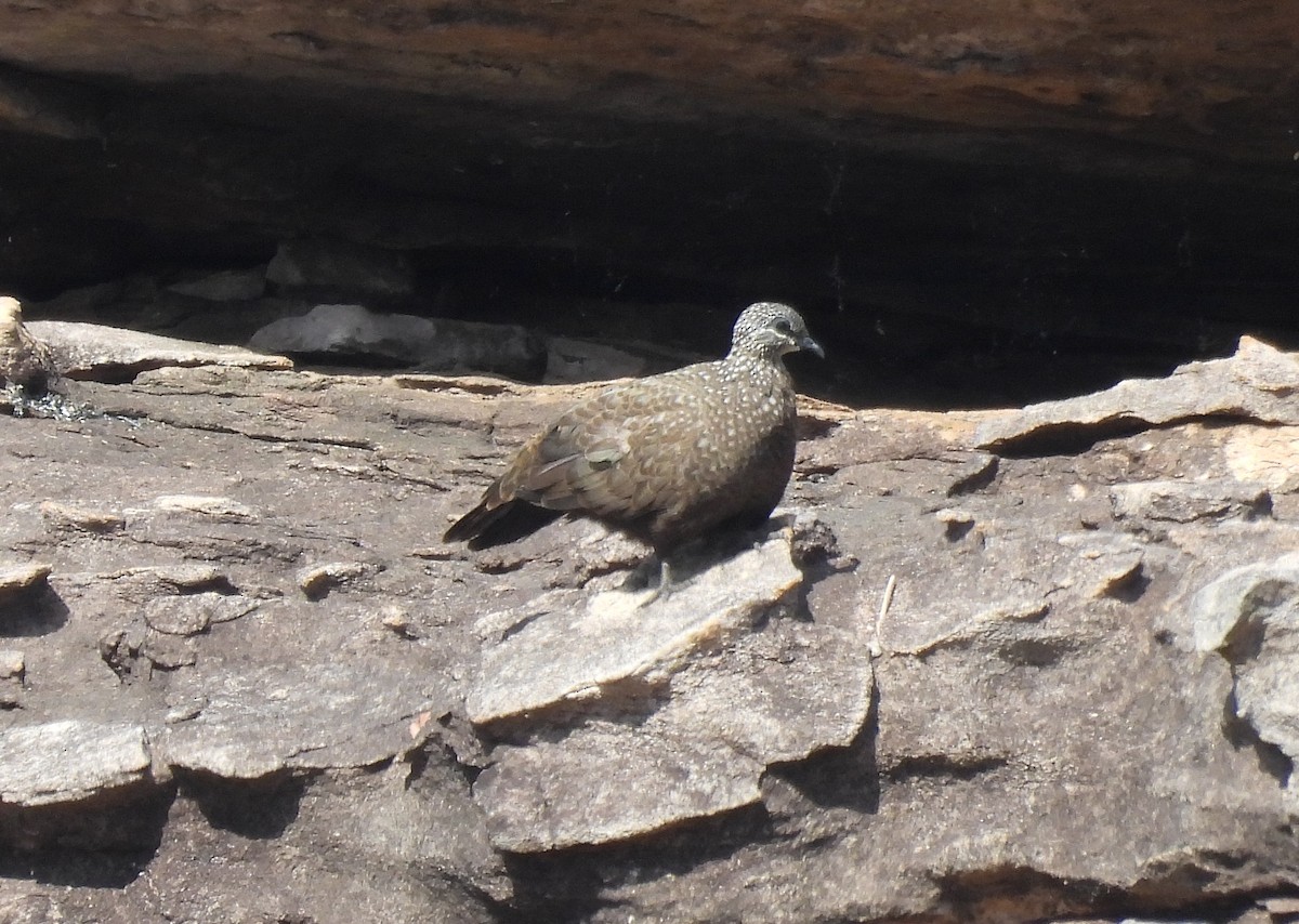 Chestnut-quilled Rock-Pigeon - Michael Wu