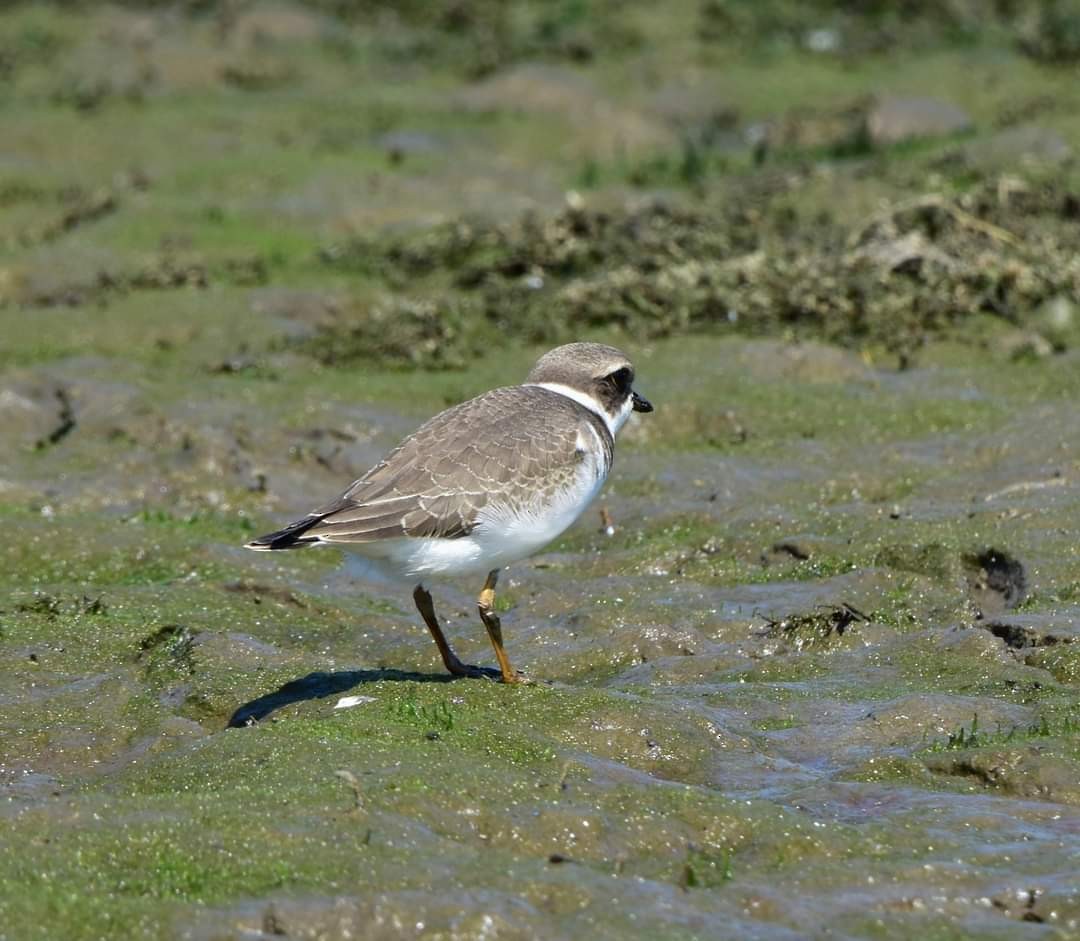 Semipalmated Plover - ML623352478