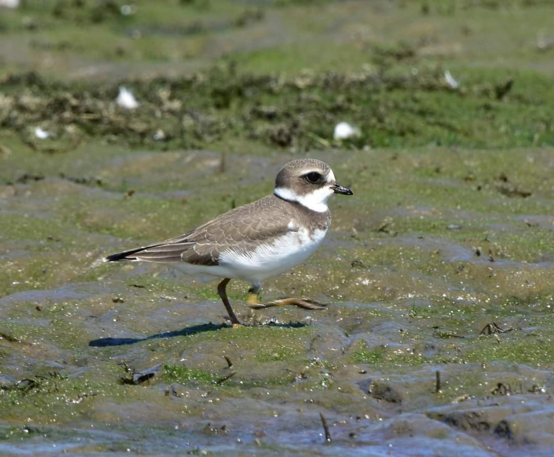 Semipalmated Plover - ML623352479