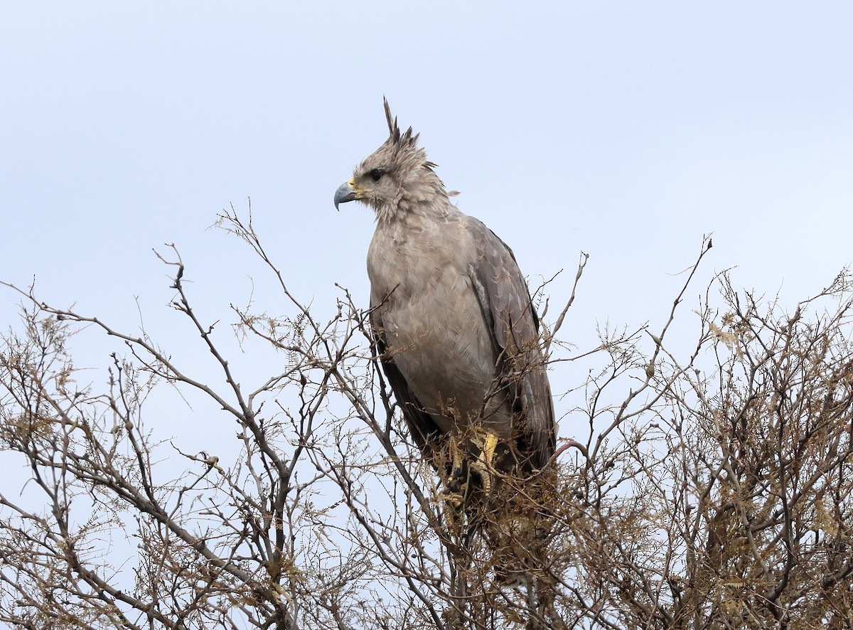 Chaco Eagle - ML623352481