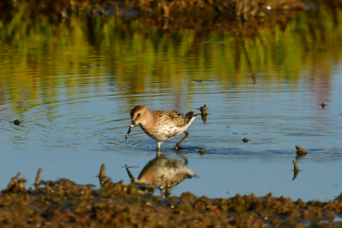 Dunlin - ML623352482