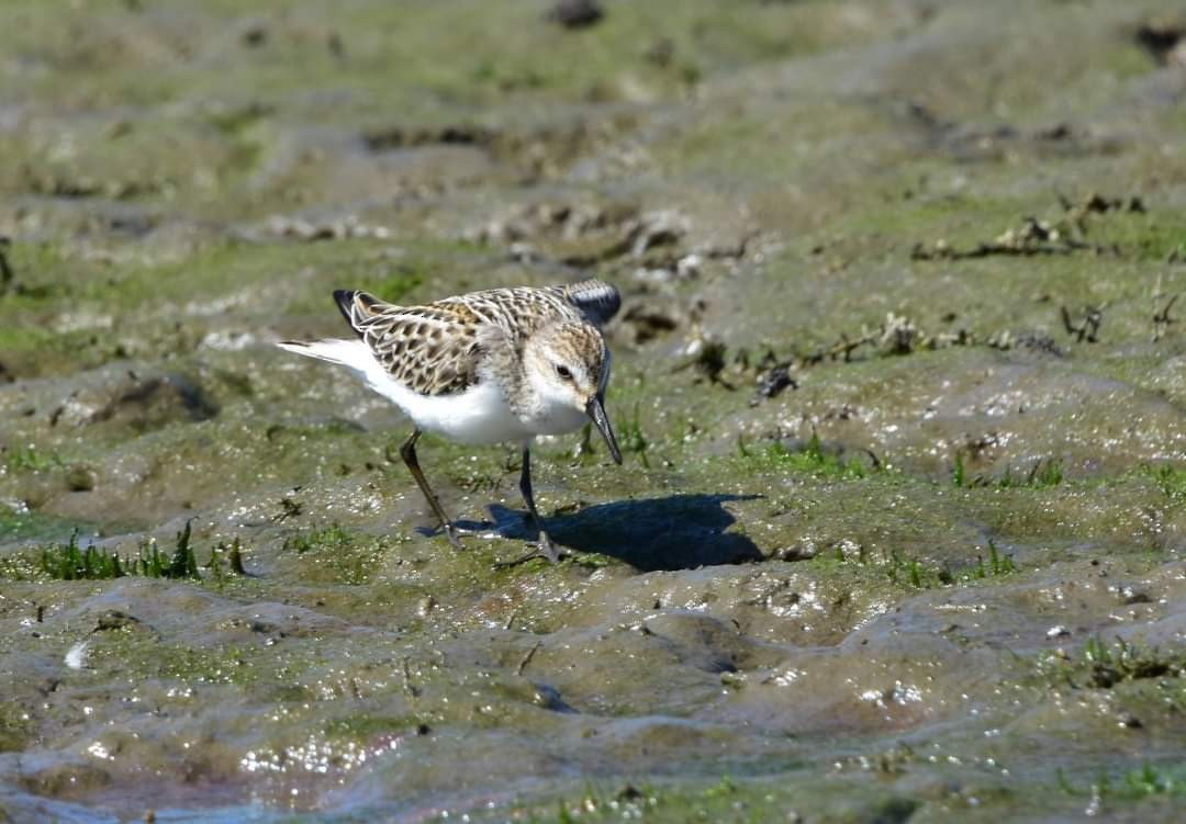 Semipalmated Sandpiper - ML623352483