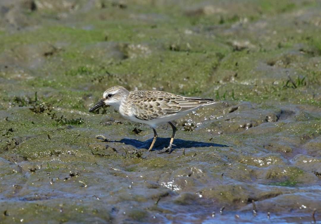 Semipalmated Sandpiper - ML623352484