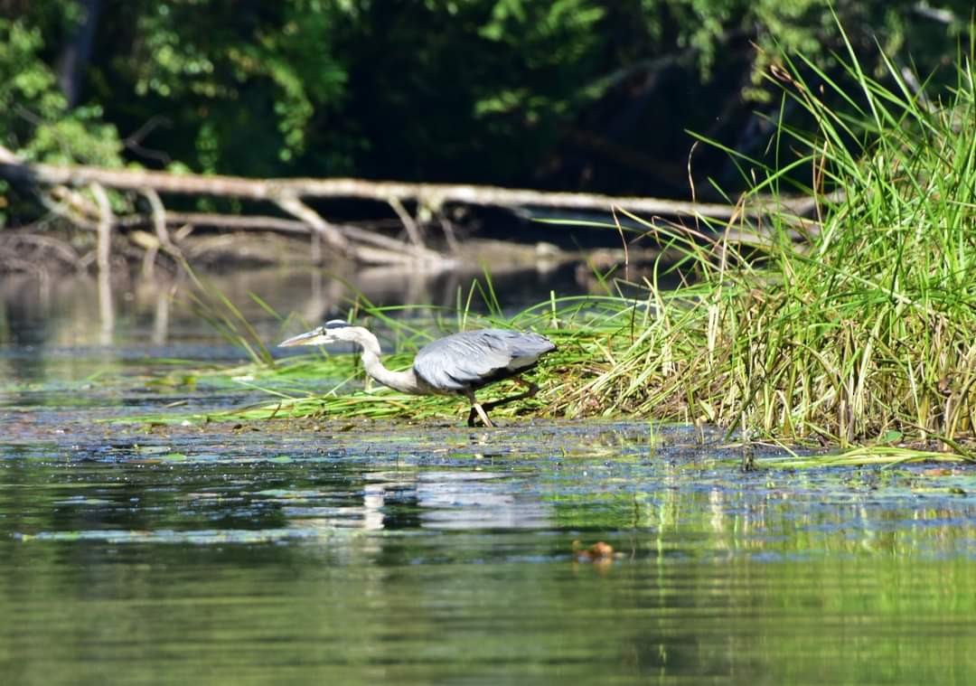 Great Blue Heron - ML623352487