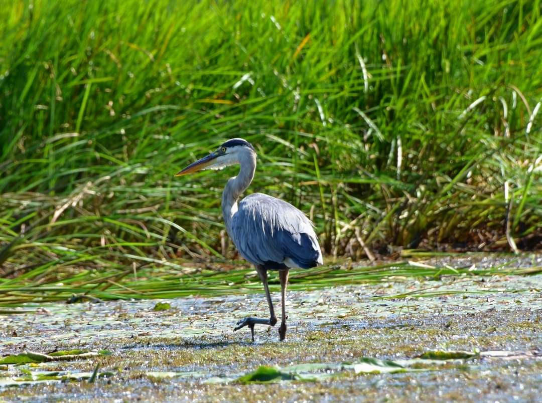 Great Blue Heron - ML623352488