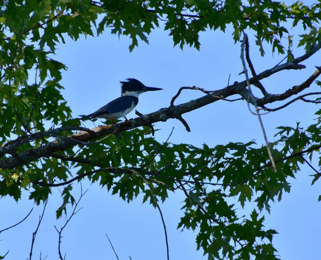 Belted Kingfisher - ML623352491